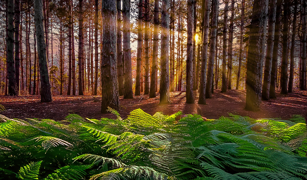 Morning light in the pines Digital Download