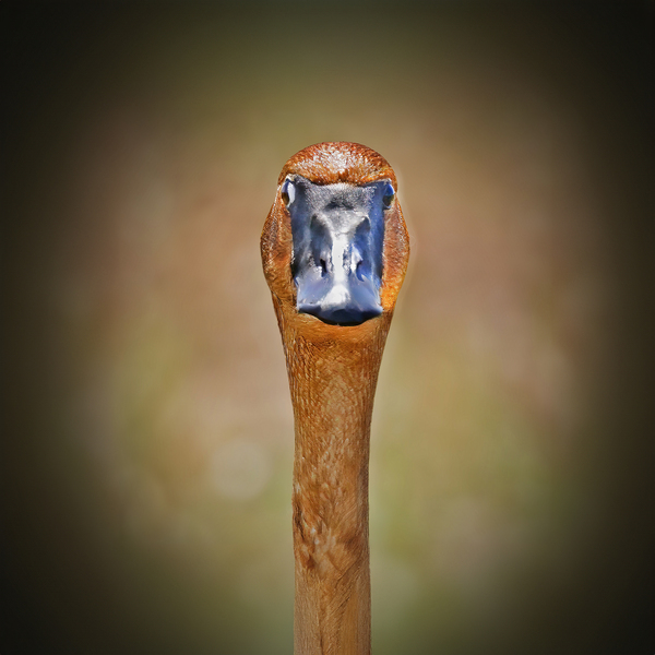 Foraging in the mud Téléchargement Numérique