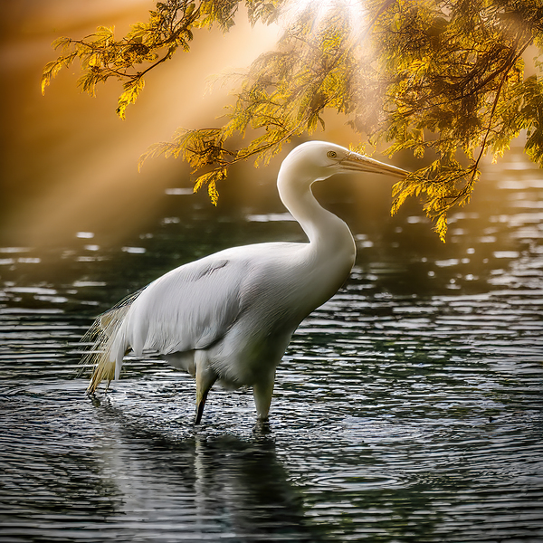 Egret on the hunt Digital Download