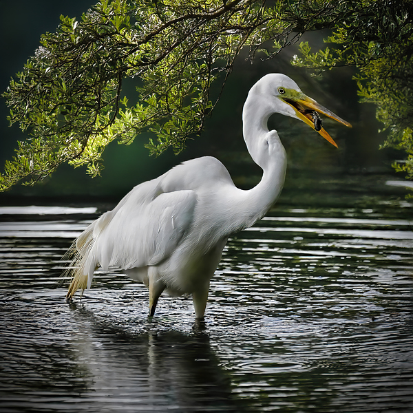 Just lunch  Téléchargement Numérique