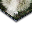 Dandelion Blow-ball Impression Acrylique