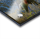 Wood Duck in Minnesota Acrylic print