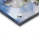 Osprey on the hunt Acrylic print