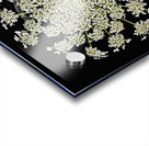 Wild Carrot Wildflower Acrylic print