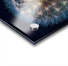 Dandelion Burst Acrylic print