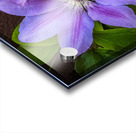 Clematis Flower Acrylic print