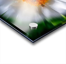 Flower pollinators Acrylic print