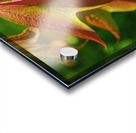 Viburnum sargentii Koehne Acrylic print