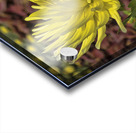 Yellow Dahlia Acrylic print