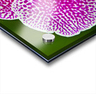 Pink Orchid Acrylic print