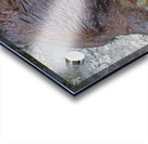 Grizzly bear and dinner Acrylic print