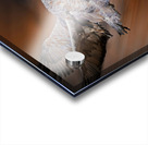 Sandhill in-flight motion Impression Acrylique