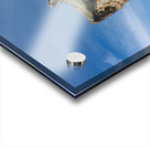 Osprey in flight Acrylic print