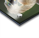 Juvenile Anhinga Impression Acrylique