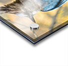 Steller Jay Acrylic print