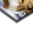 Drift wood in Washington Acrylic print