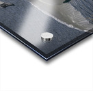 Comforting swan Acrylic print