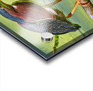 Green Heron  Acrylic print