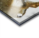 White tail scratching Acrylic print