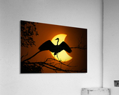 Egret Eclipse - 2017 Acrylic Print