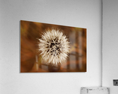 Silver Puff Acrylic Print