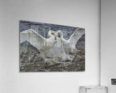 Battling Swans Acrylic Print