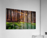 Morning light in the pines Acrylic Print