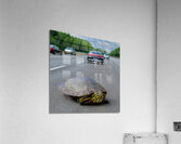 Tense Turtle  Acrylic Print