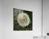 Dandelion Blow-ball Impression acrylique