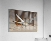 Trumpeter Liftoff Acrylic Print