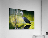 Heron on the Hunt Acrylic Print