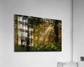 Falling leaves and beams  Acrylic Print