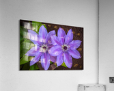 Clematis Flower Acrylic Print