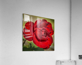 Red Tea Rose Acrylic Print