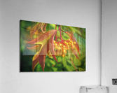 Viburnum sargentii Koehne Acrylic Print