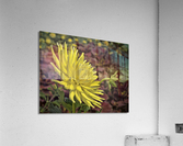 Yellow Dahlia Acrylic Print