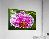 Pink Orchid Acrylic Print