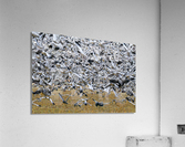 Lift Off  Acrylic Print