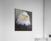 Bald eagle  Impression acrylique