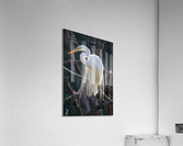 White egret Acrylic Print