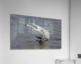 Three point landing   Acrylic Print