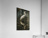 Egret fishing Acrylic Print