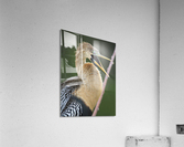 Juvenile Anhinga Impression acrylique