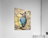 Steller Jay Acrylic Print