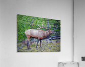 Alert call — bull elk Impression acrylique