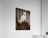 Great egret in Everglades Acrylic Print
