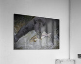 Black bear dinner Acrylic Print