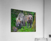 Alaskan Grizzly Bears Acrylic Print