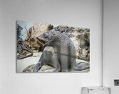 New Zealand fur seals Acrylic Print