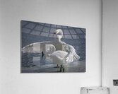 Comforting swan Acrylic Print